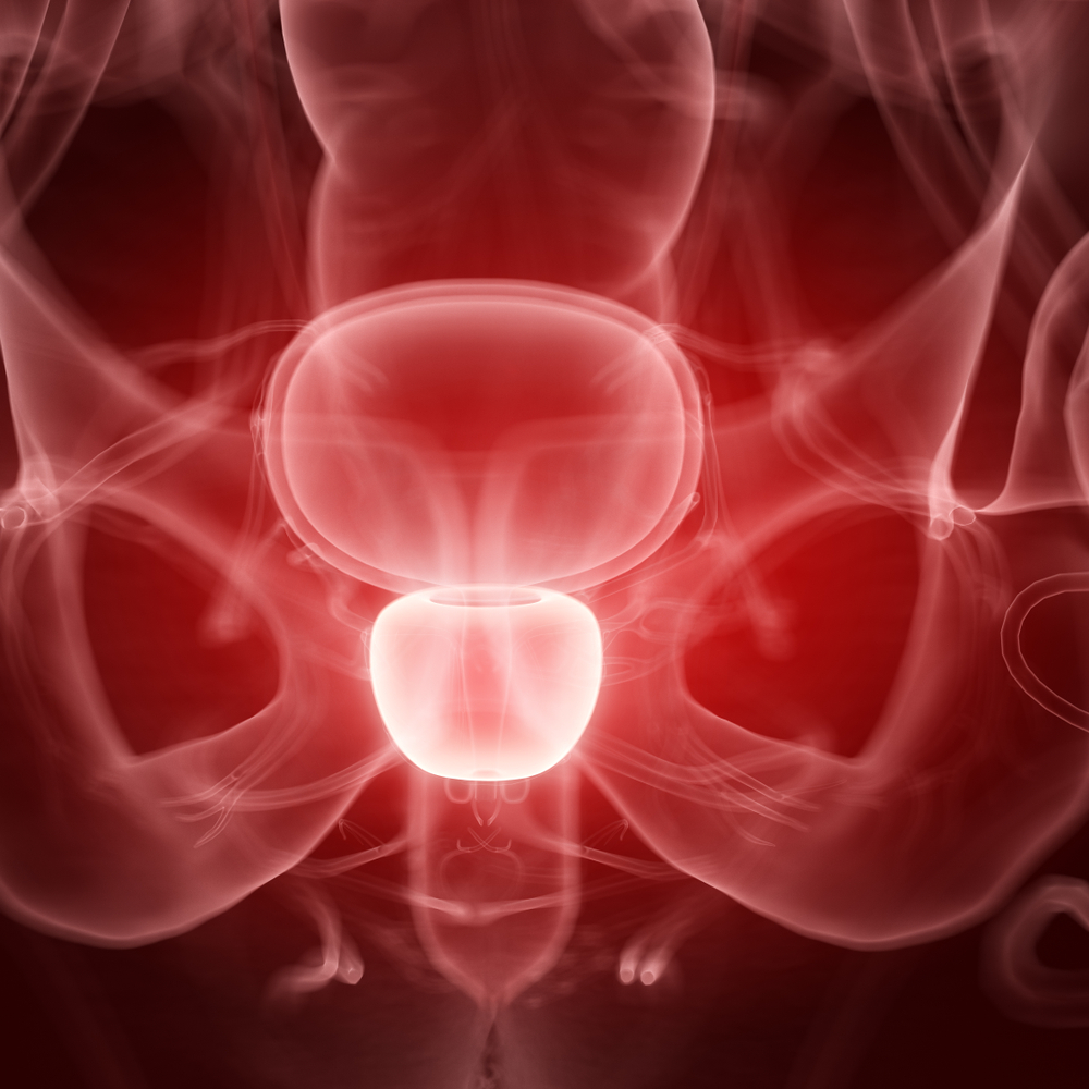 prostata
